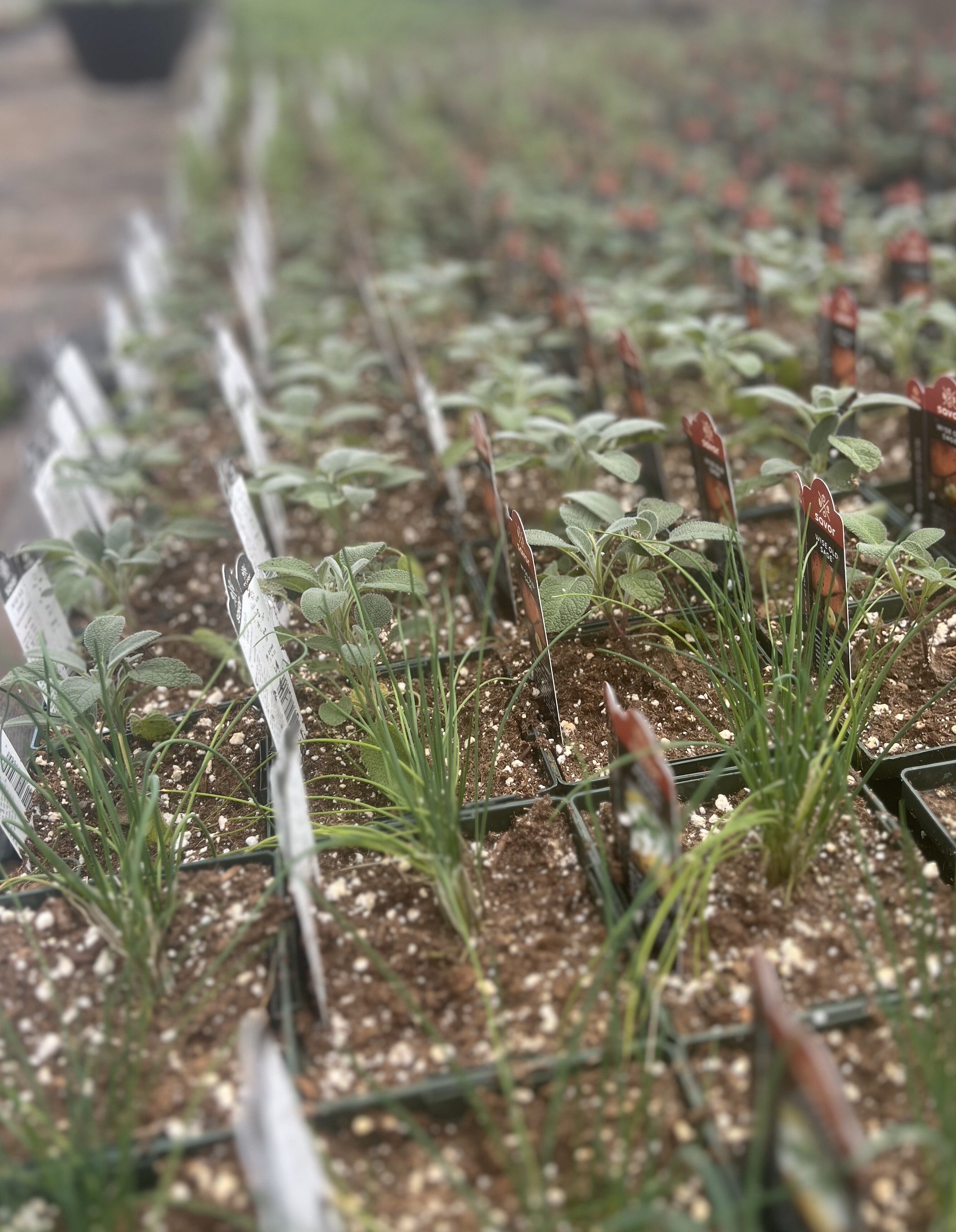 herbs.jpg