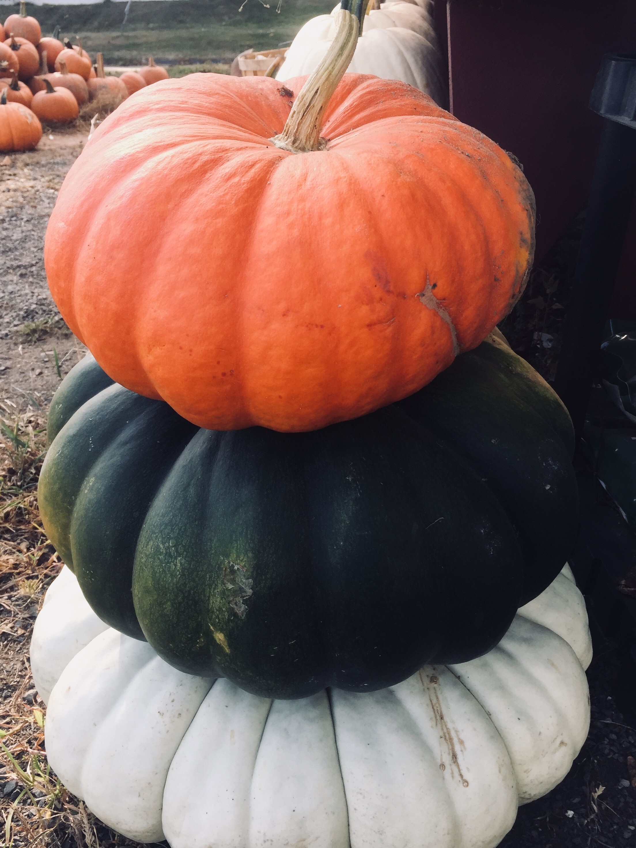 Pumpkins & Fall Decorating