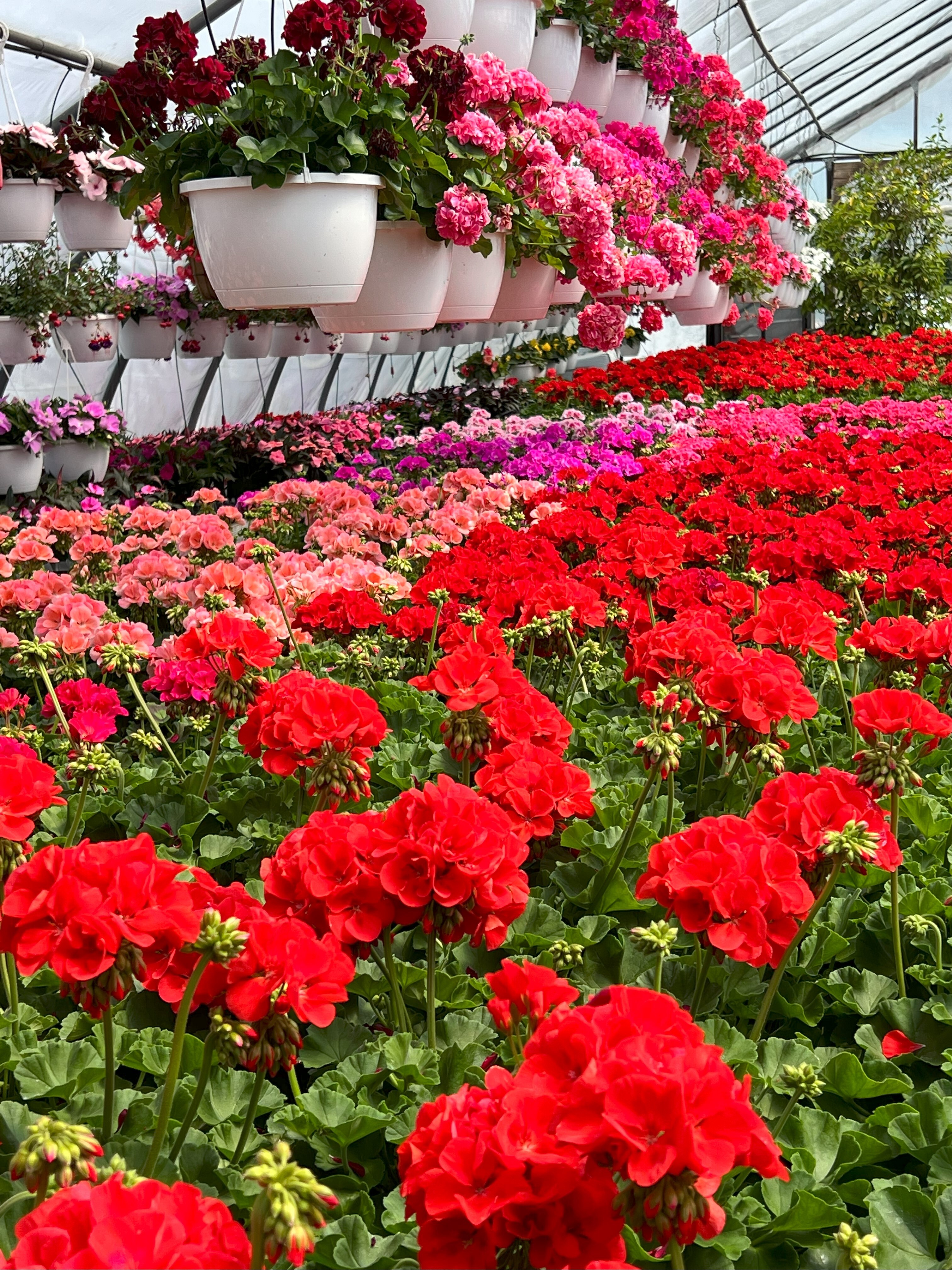 upper-greenhouse2022.jpg