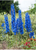 2027  Master Plan Diary Delphinium