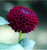 2027  Master Plan Diary Dahlia Karma Choc