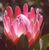 2027  Master Plan Diary  Protea Pink Duke