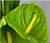 2027  Master Plan Diary  Midori Anthurium