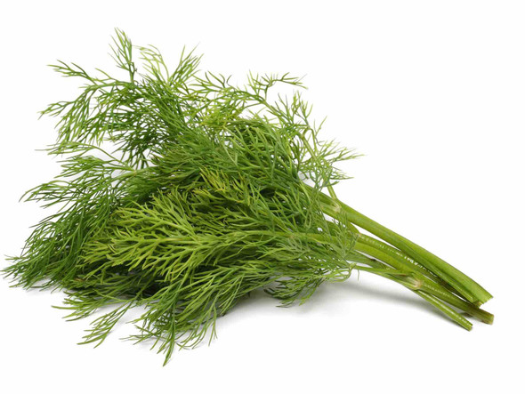 FRESH DILL - شبت