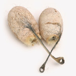 SALE! - Tassar Cocoons (#40-901)