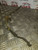 KIA RIO 3 BRAKE FLEXI HOSE PIPE 1.4 PETROL OSF FACELIFT 2011 - 2017