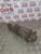 HYUNDAI GETZ SHOCK ABSORBER COIL SPRING COMPLETE 1.3 PETROL MK1 OSF 2004