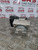 PEUGEOT BIPPER ABS ANTI BRAKE SYSTEM PUMP + MODULE (0265800662) 1.4 HDI (2008 - 2015) NEMO