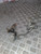 HONDA CIVIC MK7 CLUTCH PEDAL SLAVE SPORT 1.6 16V EP2 (2000 - 2005)