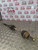 FIAT DOBLO DRIVESHAFT 1.3 DIESEL MULTIJET DRIVERS OSF 2001 - 2010