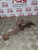FIAT SCUDO EXHAUST MANIFOLD 2.0 HDI MK1 DIESEL DISPATCH EXPERT 2000 - 2006