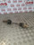 VAUXHALL ASTRA H DRIVESHAFT (N/S/F) PASSENGER FRONT 1.8  (2004 - 2010)