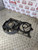 CITROEN DISPATCH RADIATOR COOLING FAN 2.0 HDI MK1 DIESEL EXPERT SCUDO 1994-2006