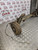 CITROEN XSARA PICASSO REAR AXLE BEAM COMPLETE 2.0 HDI 2001 - 2009 