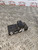 NISSAN MICRA K12 ELECTRIC WINDOW SWITCH CONTROL 3 DOOR DRIVERS SIDE O/S (03 - 10