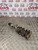 MINI COOPER S SHOCK ABSORBER NSF PASSENGER FRONT 1.6 PETROL R56 2006 - 2010