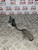 TOYOTA AURIS THROTTLE ACCELERATOR PEDAL 1.6 PETROL VVTI 2006 - 2012