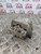 VW BORA MK4 GOLF GEARBOX MOUNT 1.9 TDI PD150 6 SPEED (1998 - 2005) 