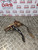 MAZDA MX5 BRAKE PEDAL MK1 MX-5 1.8 PETROL 1989 - 1998