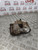 PEUGEOT 3008 MK1  BRAKE CALIPER + CARRIER PASSENGER FRONT NSF 1.6 E-HDI DIESEL