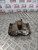 PEUGEOT 3008 MK1  BRAKE CALIPER + CARRIER PASSENGER FRONT NSF 1.6 E-HDI DIESEL