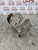 VAUXHALL CORSA E AIR CONDITIONING PUMP AC COMPRESSOR 1.2 PETROL (55701200) 15-19