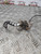 CITROEN C2 VTR VTS BONNET CATCH LATCH (2003 - 2009)