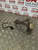 KIA CEED LAMBDA SENSOR AND ELBOW TURBO PIPE 1.6 CRDI (2006 - 2012)