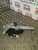 KIA PICANTO DRIVERS REAR WINDOW MOTOR MECHANISM O/S/R LX 1.1 PETROL MK1 (2004-08)