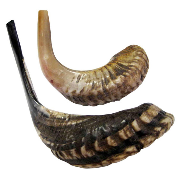 Half Polished Ram's Horn Shofar 18"-20"