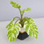 Perler 3D Monstera Plant Fused Bead Kit