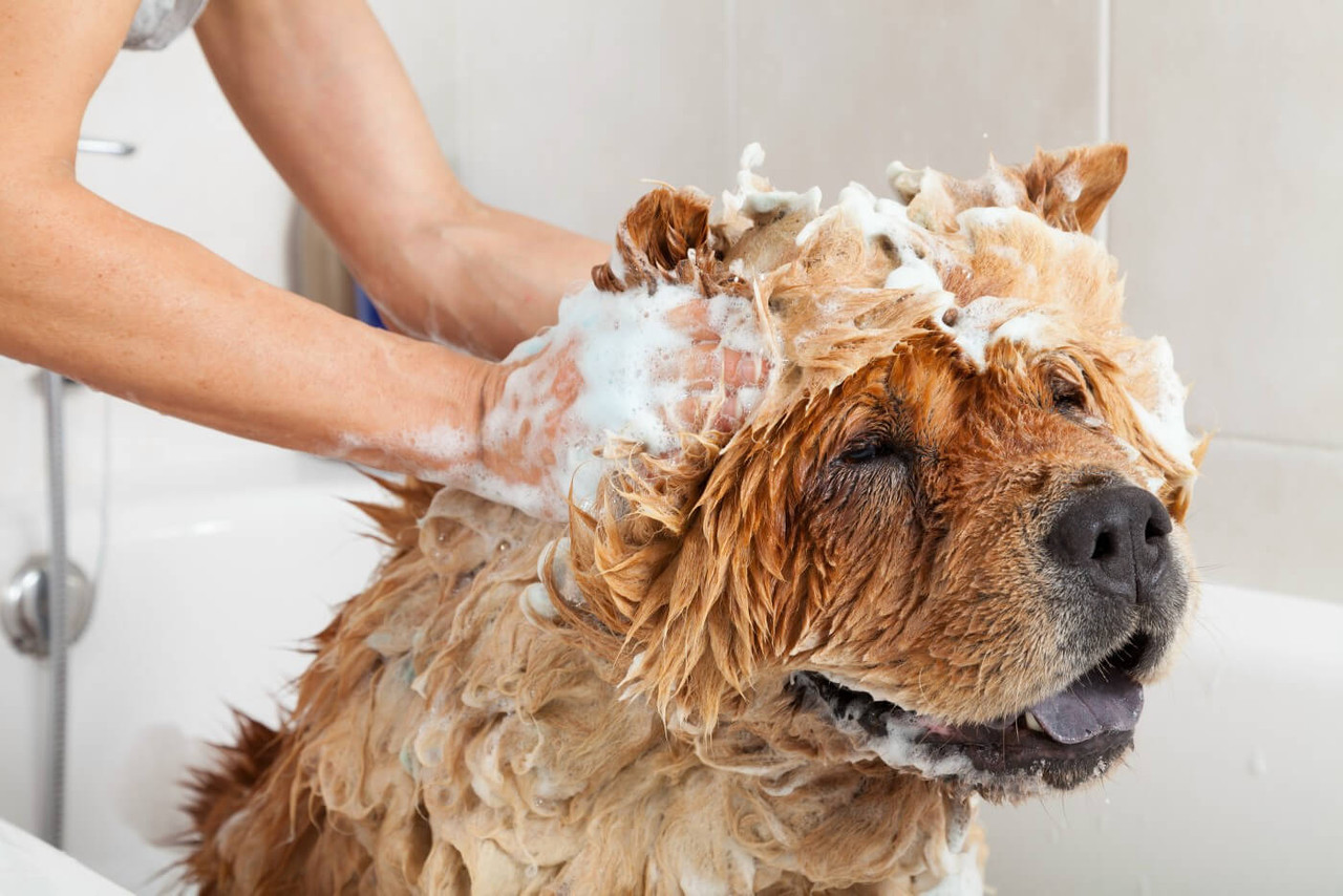 Dog Grooming Products