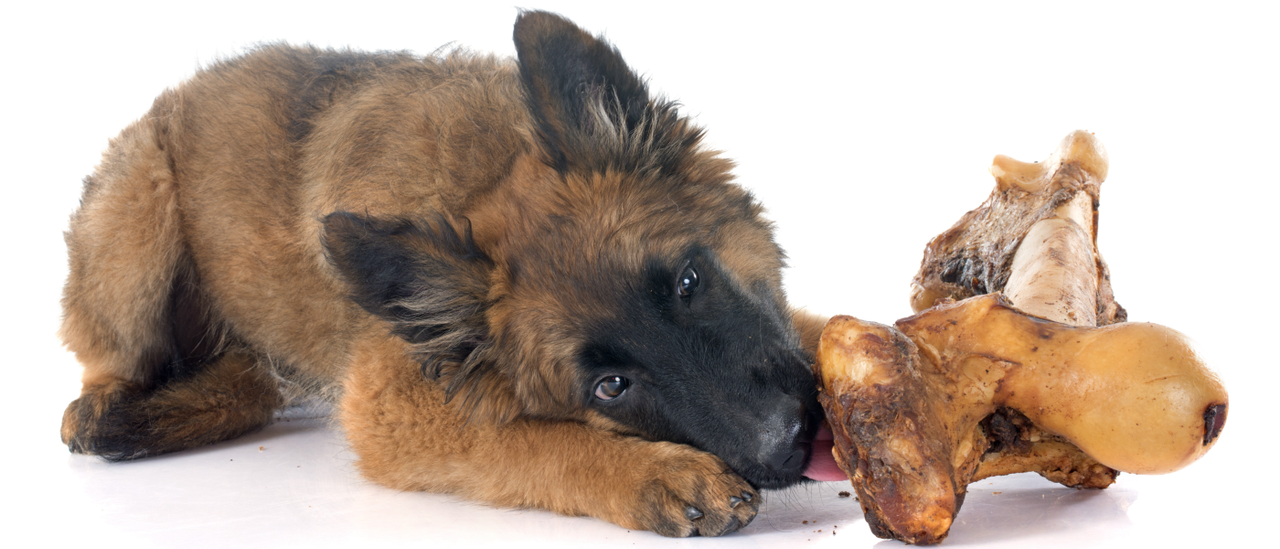 All Natural Dog Treats All Natural Dog Treats