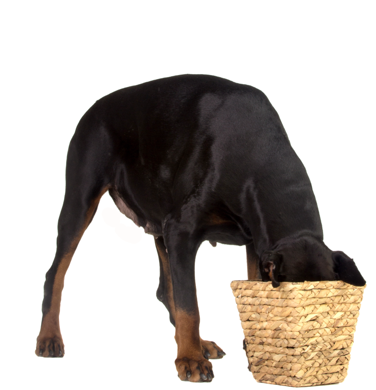 All Dog Treats All Dog Treats