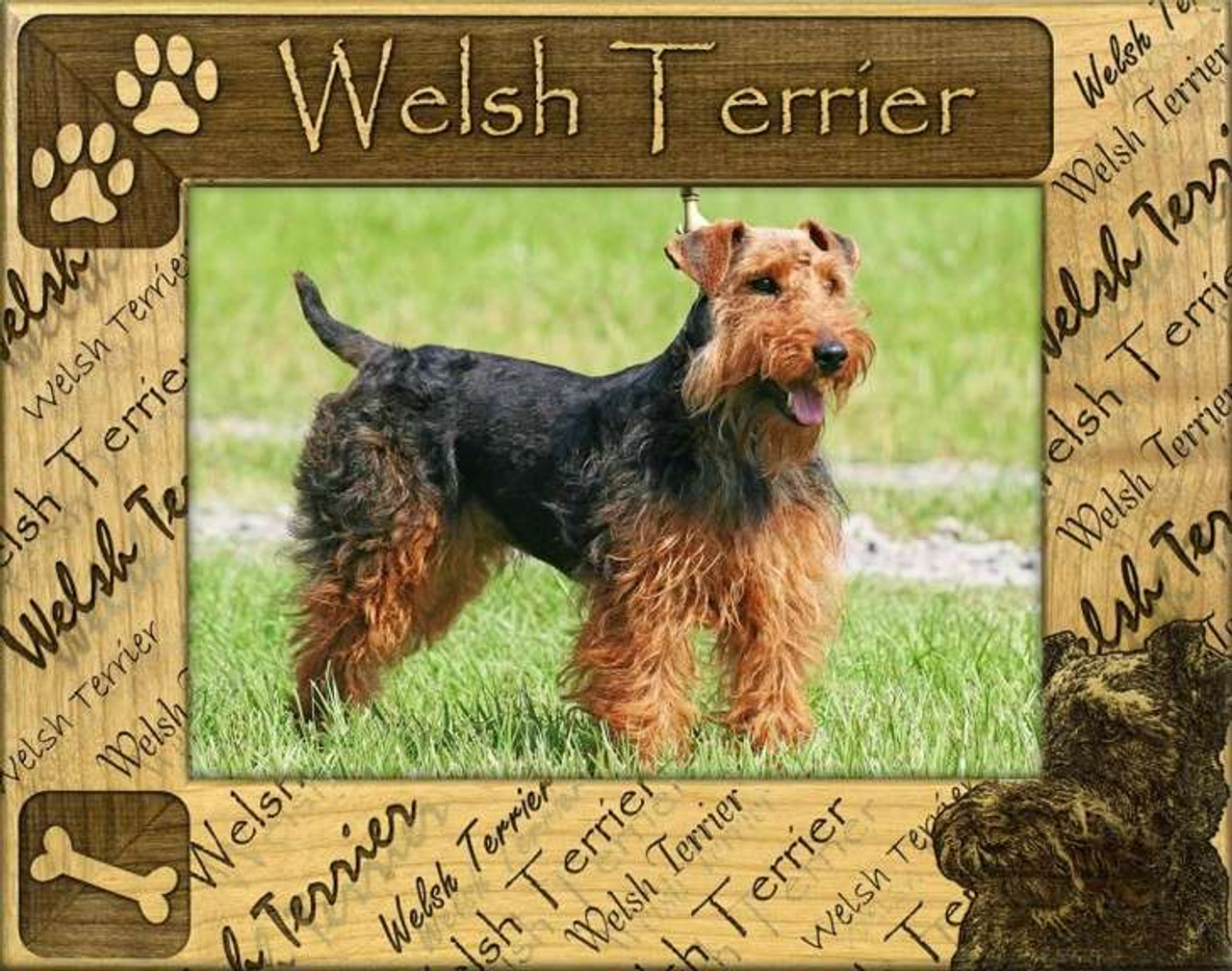 welsh terrier mix