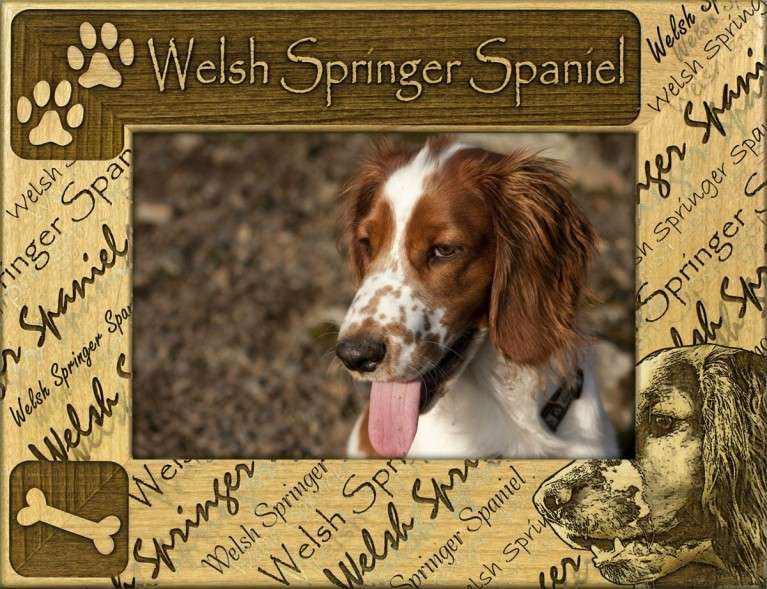 Frame - Welsh Springer Spaniel