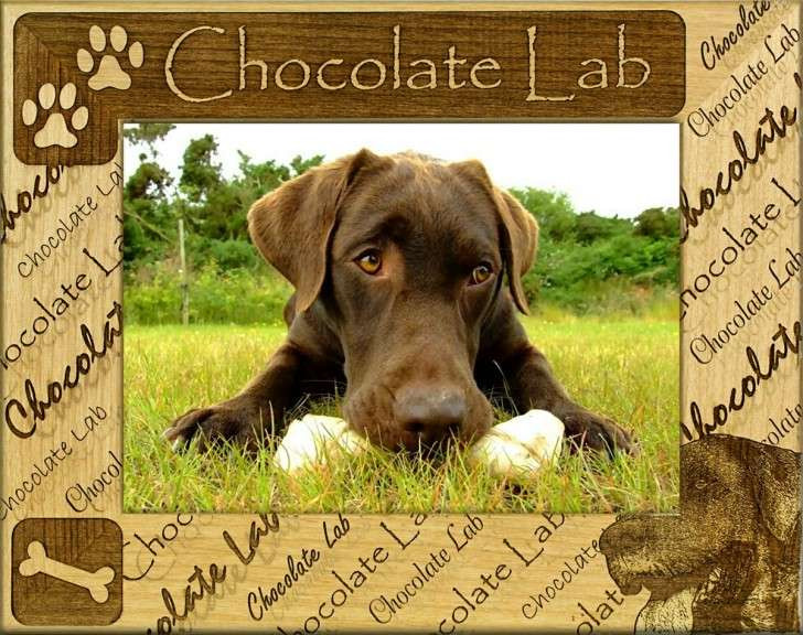 Labrador Photo Frame Personalized frame - Chocolate Lab