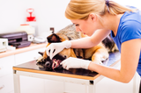 The Importance Of Pet Dental Care