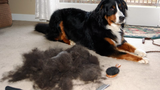 What You Should Know About Dog Hair Shedding