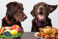 Are you feeding your dog the right diet?