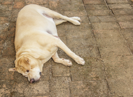 3 Common Canine Health Disorders Caused By Lack of Nutrients