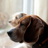 How to Help Your Dog Deal with Separation Anxiety