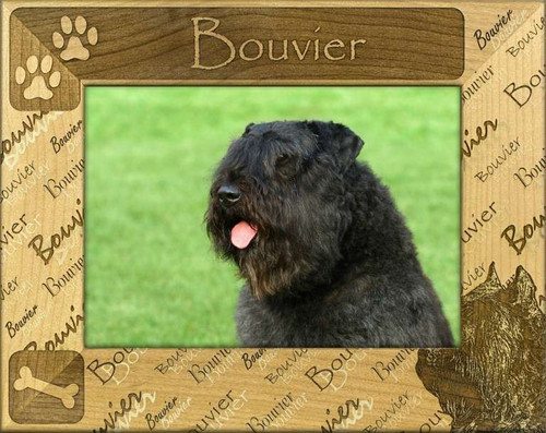 Frame - Bouvier des Flandres - DBA0190