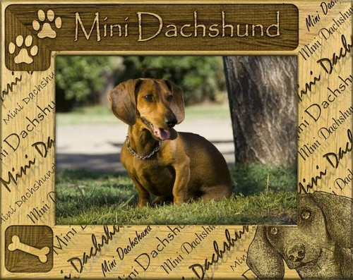 Frame - Mini Dachshund