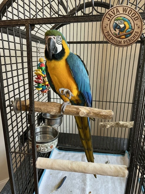 Coffee Wood Bird Perch