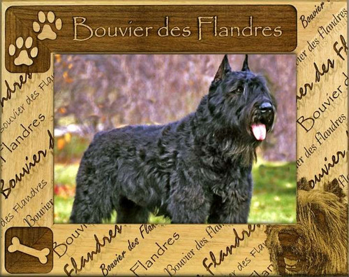 Frame - Bouvier des Flandres - DBA0033