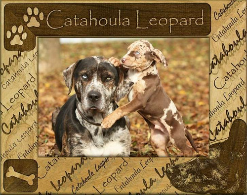 Frame - Catahoula Leopard