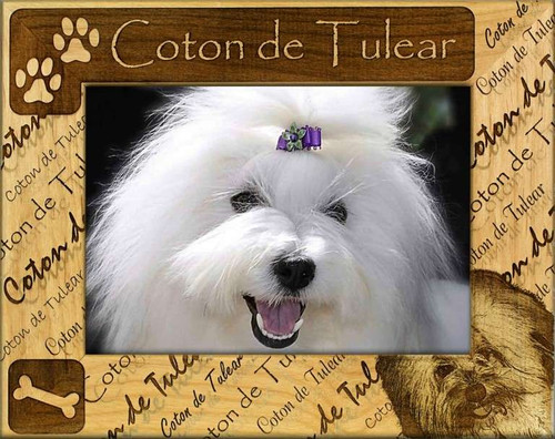 Frame - Coton de Tulear