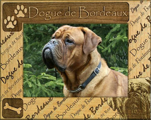 Frame - Dogue de Bordeaux