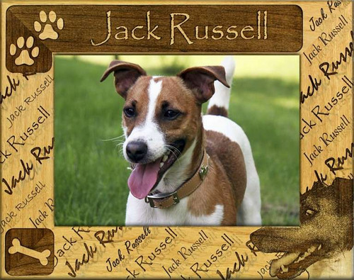 Frame - Jack Russell